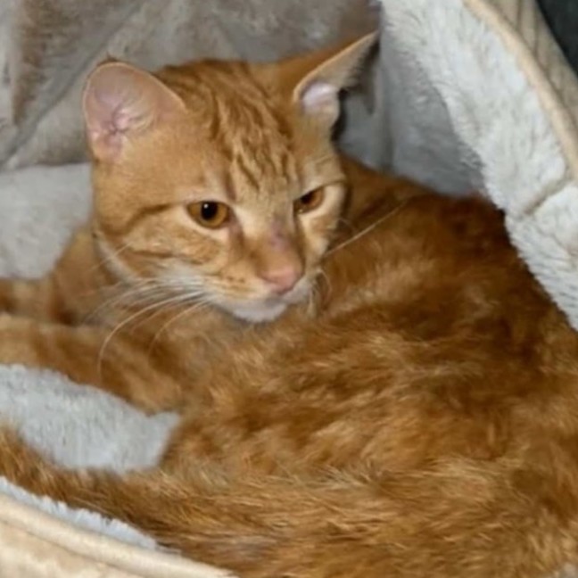 Photo of Dusty