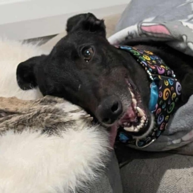 Photo of Basil The Greyhound