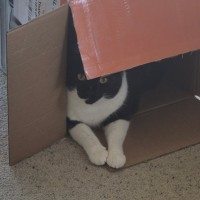 Photo of C1535 Darcy