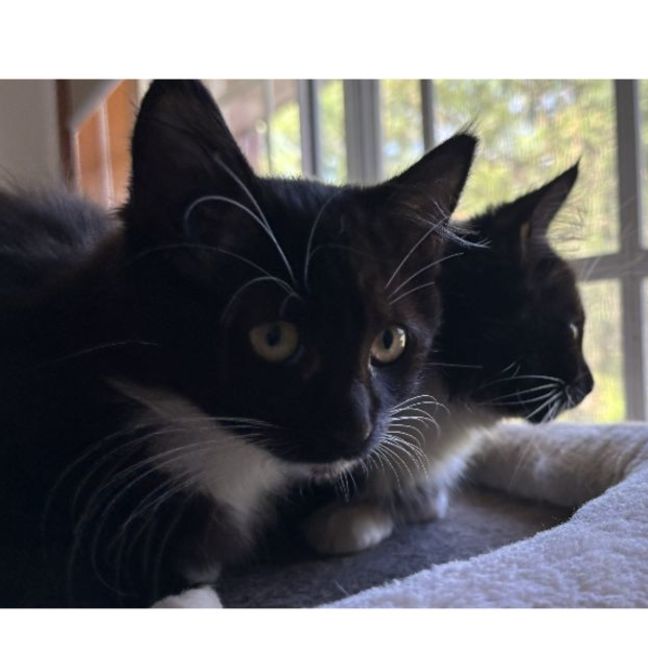 Photo of Sage & Rosemary 