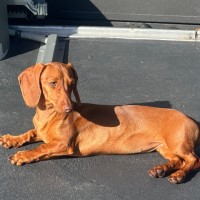 Photo of Lolah 🌞🎾🌹