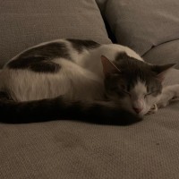 Photo of Honey