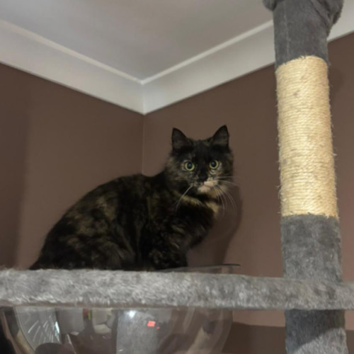 Luna - Domestic Medium Hair (DMH) Cat