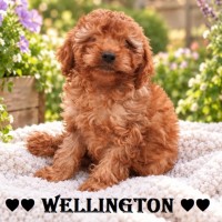 Photo of Wellington