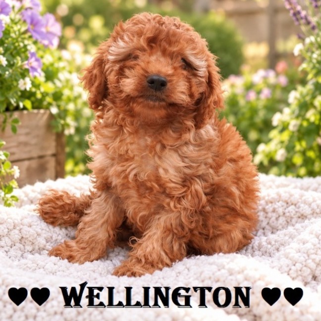 Photo of Wellington