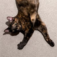 Photo of Amelia 