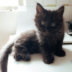 Female Domestic Short Hair (DSH) Cat