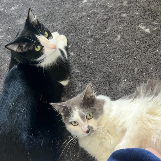 Photo of Luna And Leo