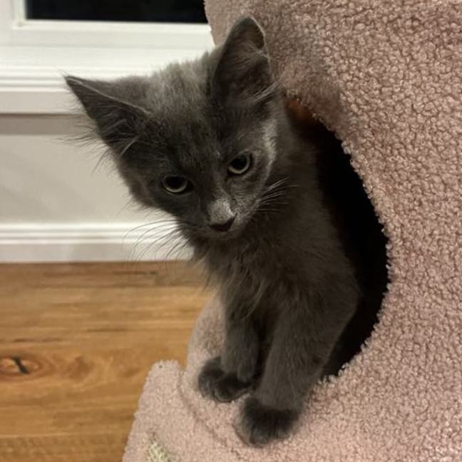 Photo of Nash **2nd Chance Cat Rescue**