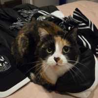 Photo of Lily