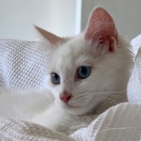 Photo of Atticus Finch 