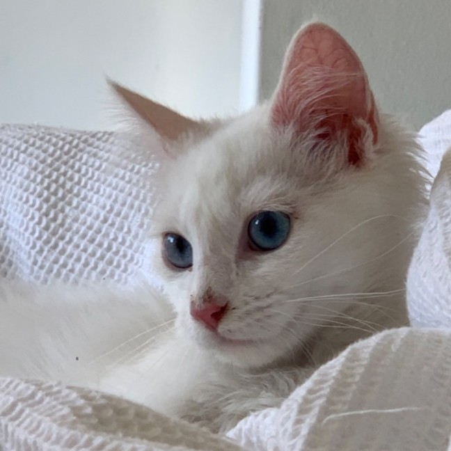 Photo of Atticus Finch 