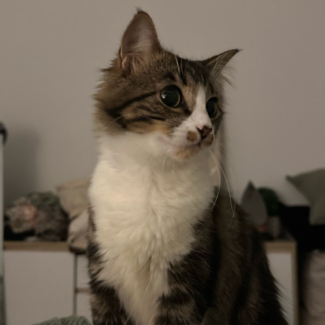 Photo of Mira 🌷🌺