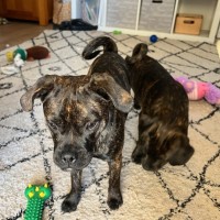 Photo of Biscuit And Oreo