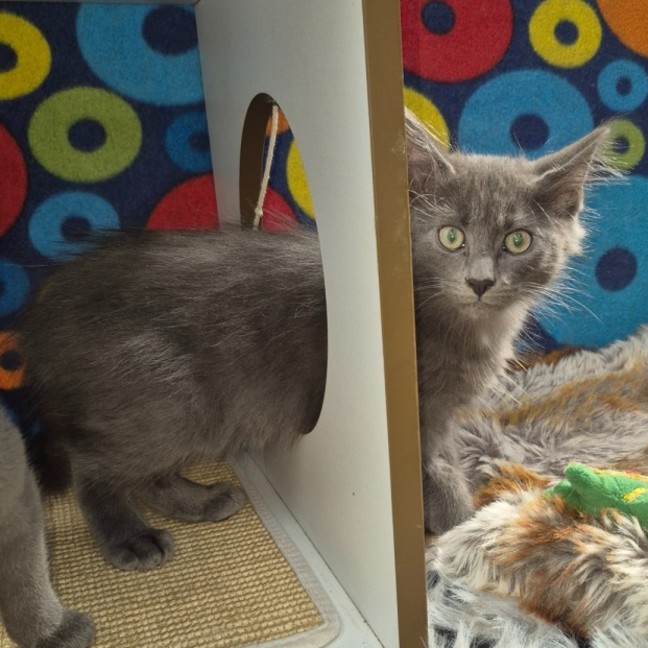 Photo of Dario ** 2nd Chance Cat Rescue **