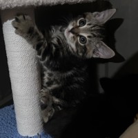 Photo of Nutella Storm 🍦 