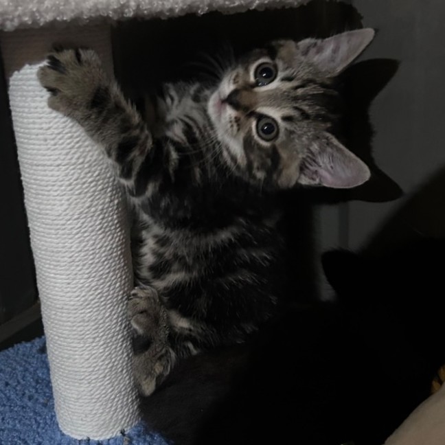 Photo of Nutella Storm 🍦 