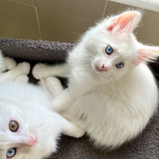 Photo of ❄️snowy ❄️