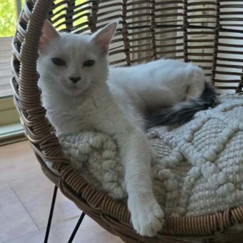 Mindy - Domestic Short Hair (DSH) Cat