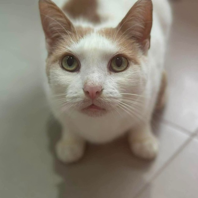 Photo of Flash