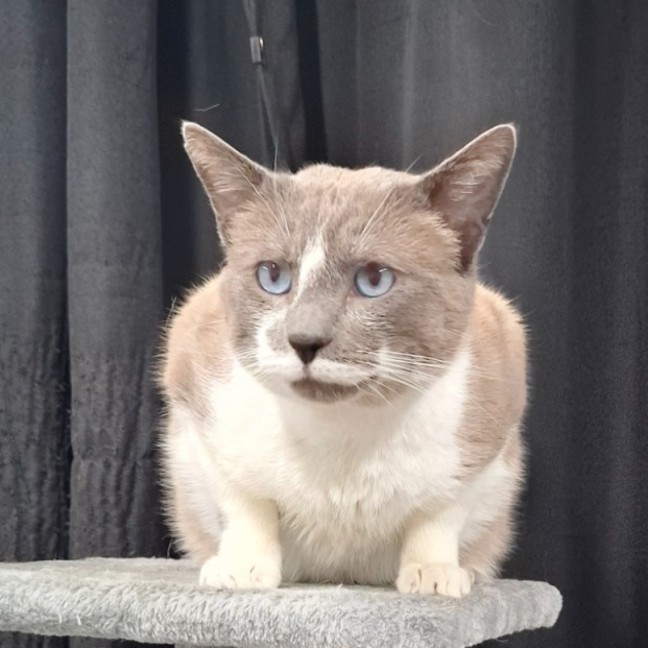 Photo of Patches