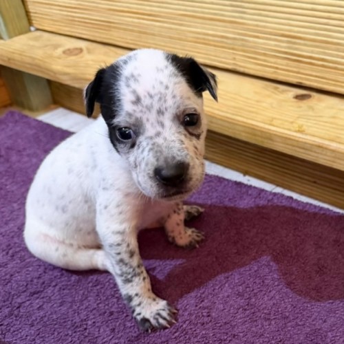 Casper (Bessie's Puppy) - Bull Terrier Dog
