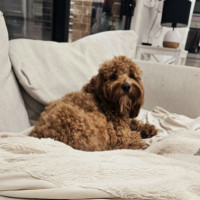 Photo of Humphrey & Heidi 