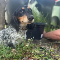 Photo of Betsy 