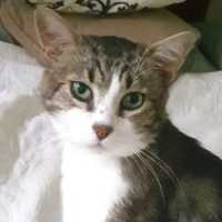 Photo of Chester