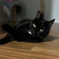 Photo of Caspian