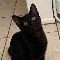 Photo of Sumi