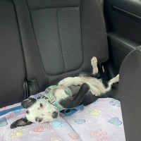 Photo of Sheriff 