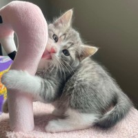 Photo of Spyro & Smokey