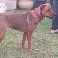 Photo of Cupid 😍Rottweiler X Ridgeback, Girl, 1.5yo