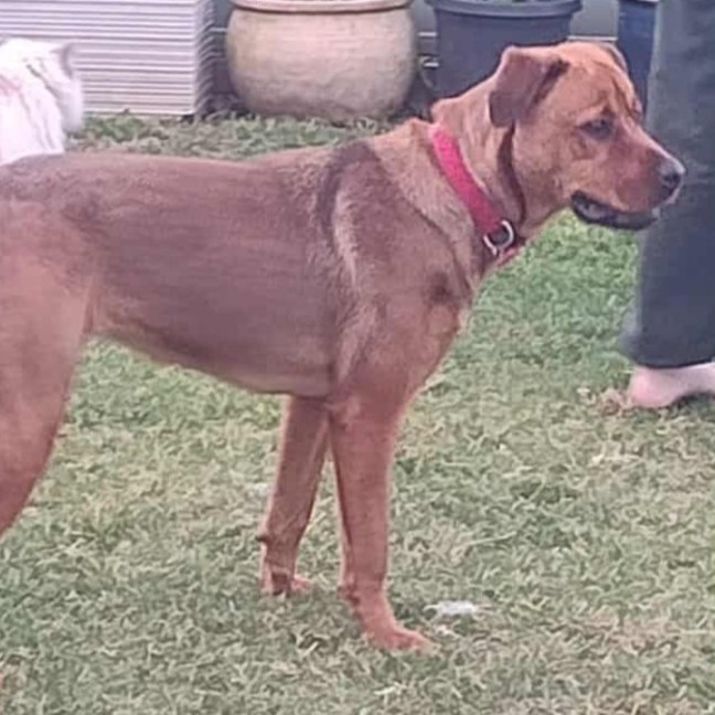 Photo of Cupid 😍Rottweiler X Ridgeback, Girl, 1.5yo