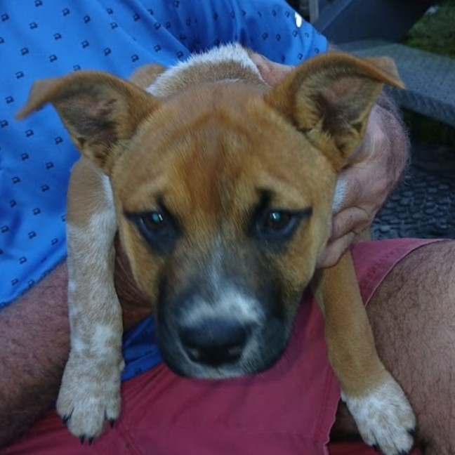 Photo of Ginger