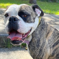 Photo of Lola
