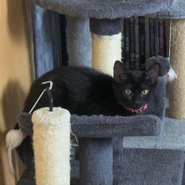 Photo of Uley ** 2nd Chance Cat Rescue**