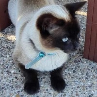 Photo of Luna
