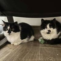 Photo of ❤️ Ruby ❤️