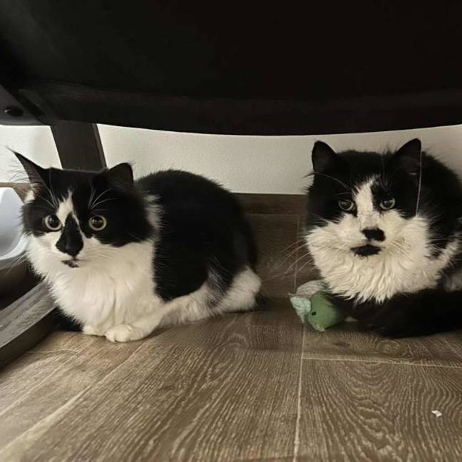 Photo of ❤️ Ruby ❤️