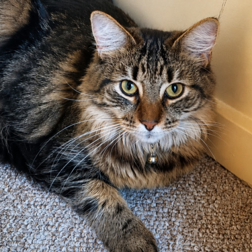 Assisted Rehome Fluffy - Domestic Medium Hair (DMH) Cat