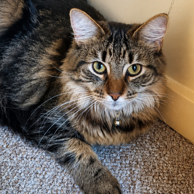 Photo of Assisted Rehome Fluffy