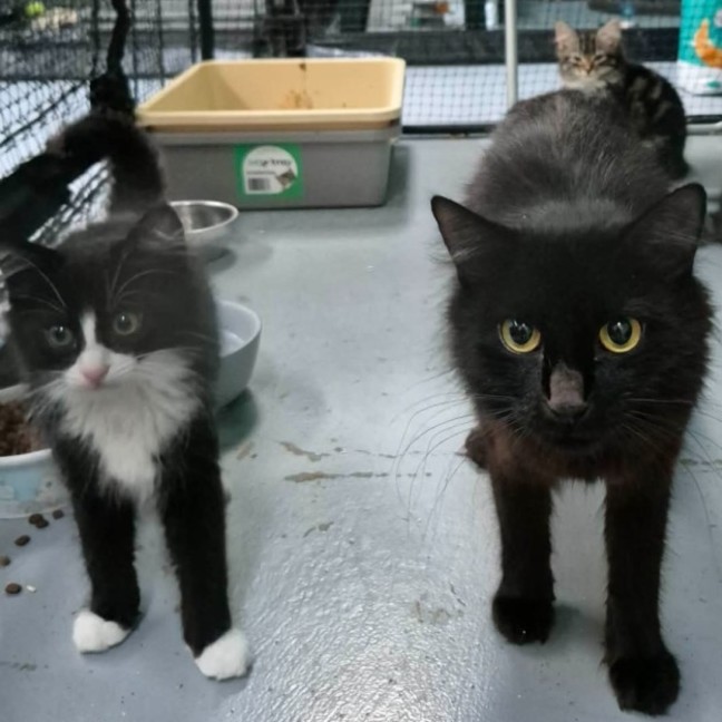 Photo of Yuto ** 2nd Chance Cat Rescue **