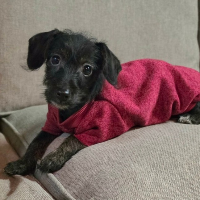 Photo of Betsy 