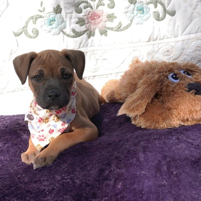 Photo of Gidget