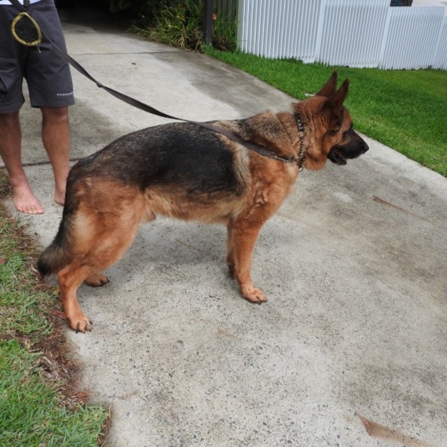 Photo of Bear