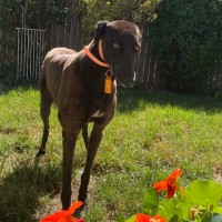 Photo of Jojo, The Greyhound 