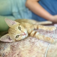 Photo of 🧡 Tiger 🖤