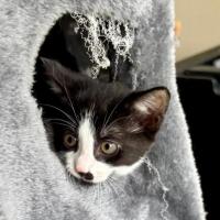 Photo of Rufus